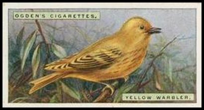 48 Yellow Warbler